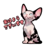 Cat stamp Sphinx 27