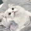 ᨳ◞ cats; 🐾 -> @wexsavi ꒱ 7