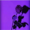 Aesthetic violet 5