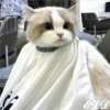 🎄Gatitos 3 😺 5