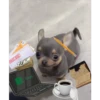 🐕 Perritos chambeadores 2 🐕 7