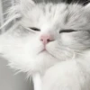 ᨳ◞ cats; 🐾 -> @wexsavi ꒱ 8