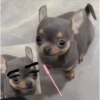 🐕 Perritos chambeadores 2 🐕 8