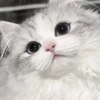 ᨳ◞ cats; 🐾 -> @wexsavi ꒱ 9