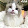 🎄Gatitos 3 😺 7