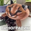 T ВИНОГРАДИК