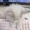 ᨳ◞ cats; 🐾 -> @wexsavi ꒱ 10