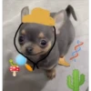 🐕 Perritos chambeadores 2 🐕 13