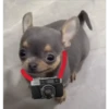 🐕 Perritos chambeadores 2 🐕 19
