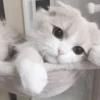ᨳ◞ cats; 🐾 -> @wexsavi ꒱ 13