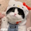 🎄Gatitos 3 😺 10