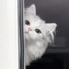 ᨳ◞ cats; 🐾 -> @wexsavi ꒱ 14