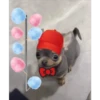 🐕 Perritos chambeadores 2 🐕 21
