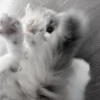 ᨳ◞ cats; 🐾 -> @wexsavi ꒱ 15