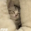 🎄Gatitos 3 😺 11