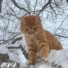 🎄Gatitos 3 😺 13