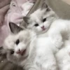 ᨳ◞ cats; 🐾 -> @wexsavi ꒱ 17