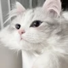 ᨳ◞ cats; 🐾 -> @wexsavi ꒱ 18