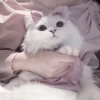 ᨳ◞ cats; 🐾 -> @wexsavi ꒱ 19