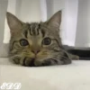 🎄Gatitos 3 😺 14