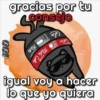 🐱Miausitos🐱 16