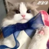 🎄Gatitos 3 😺 15