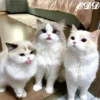 🎄Gatitos 3 😺 16