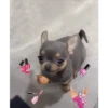 🐕 Perritos chambeadores 2 🐕 25