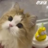 🎄Gatitos 3 😺 19
