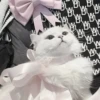 ᨳ◞ cats; 🐾 -> @wexsavi ꒱ 21