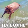 НА ВОЛНЕ