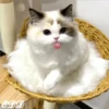 🎄Gatitos 3 😺 20