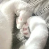 ᨳ◞ cats; 🐾 -> @wexsavi ꒱ 25