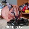 SNOLLAD ЛЕТС ГОУ