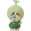 Cat food 14
