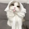 ᨳ◞ cats; 🐾 -> @wexsavi ꒱ 27