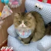 🎄Gatitos 3 😺 24
