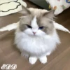 🎄Gatitos 3 😺 25