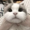 ᨳ◞ cats; 🐾 -> @wexsavi ꒱ 28
