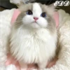 🎄Gatitos 3 😺 26