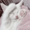 ᨳ◞ cats; 🐾 -> @wexsavi ꒱ 30