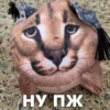 НУ ПЖ