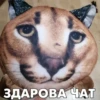 ЗДАРОВА ЧАТ