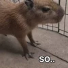CapyBara 5