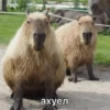 CapyBara 6