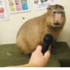 CapyBara 7