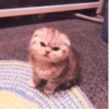 、cute cat @JENNIEUKKIM 5