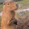 CapyBara 8