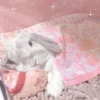Bunny eri :: @fStikBot 5