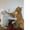 Cat cute ➪ @wiiwwwiiw 6
